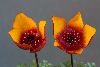 <em>Anemone biflora</em>